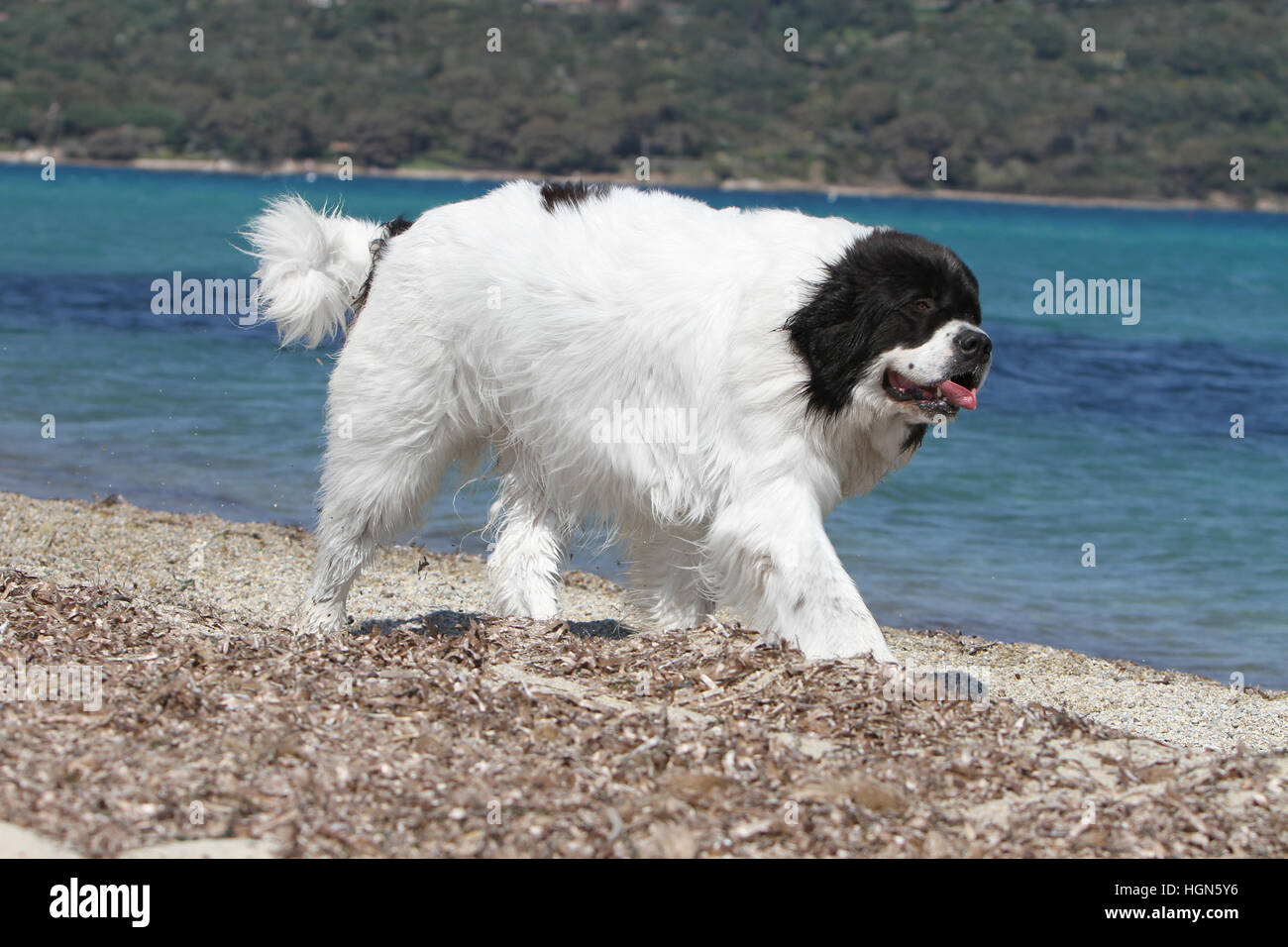 Landseer Hund / Erwachsenen laufen am Strand Strände am Meer Sand Sommer Sonne heiß Urlaub Ferien Profil Stockfoto