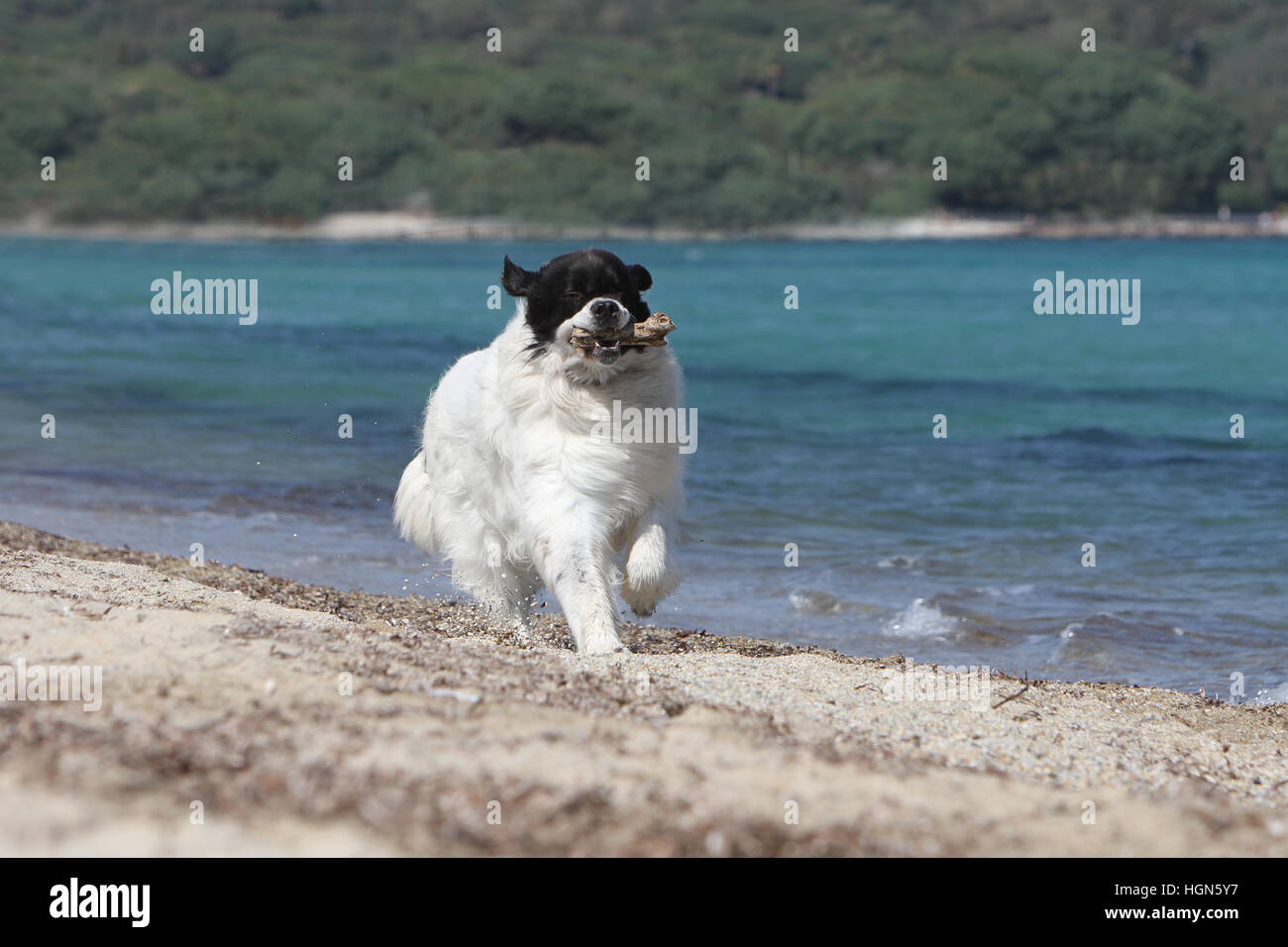 Landseer Hund / Erwachsenen laufen am Strand Strände am Meer Sand Sommer Sonne heiß Urlaub Ferien Profil Stockfoto