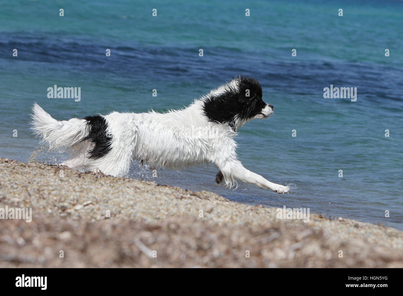 Landseer Hund / Erwachsenen laufen am Strand Strände am Meer Sand Sommer Sonne heiß Urlaub Ferien Profil Stockfoto