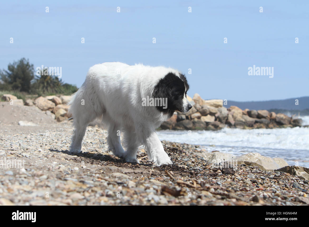Landseer Hund / Erwachsenen laufen am Strand Strände am Meer Sand Sommer Sonne heiß Urlaub Ferien Profil Stockfoto