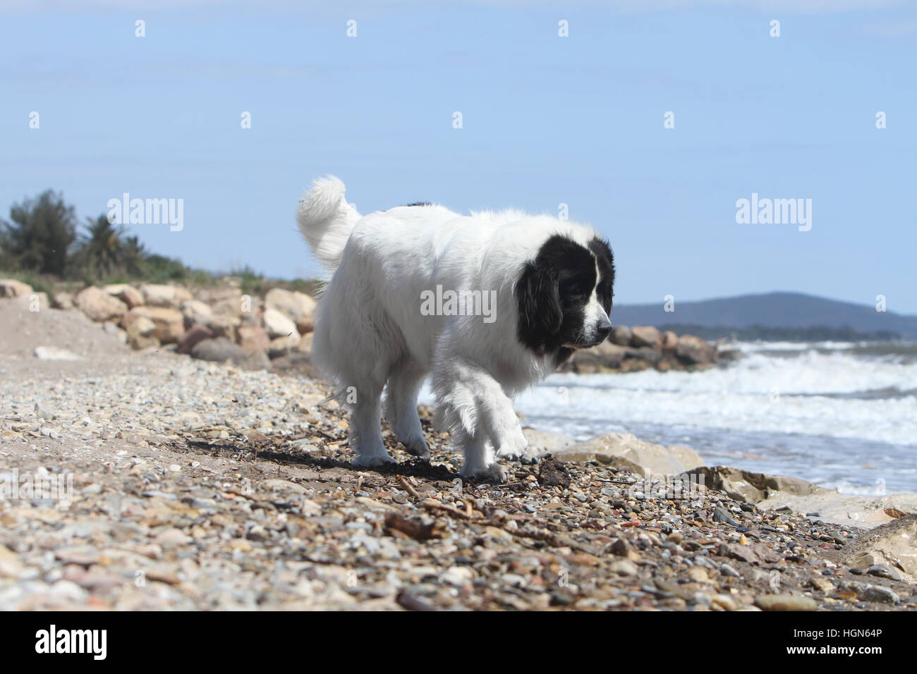Landseer Hund / Erwachsenen laufen am Strand Strände am Meer Sand Sommer Sonne heiß Urlaub Ferien Profil Stockfoto
