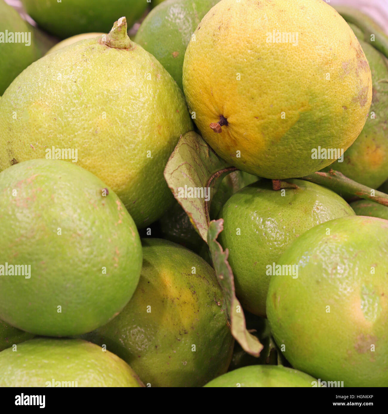 Reife Früchte der Bergamotte eine typische Citrus der Mittelmeerländer Stockfoto