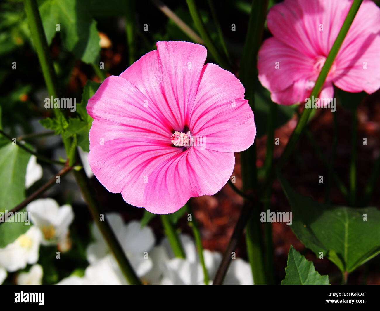 Lavatera trimestris (syn. Althaea trimestris) - jährliche Mallow Stockfoto