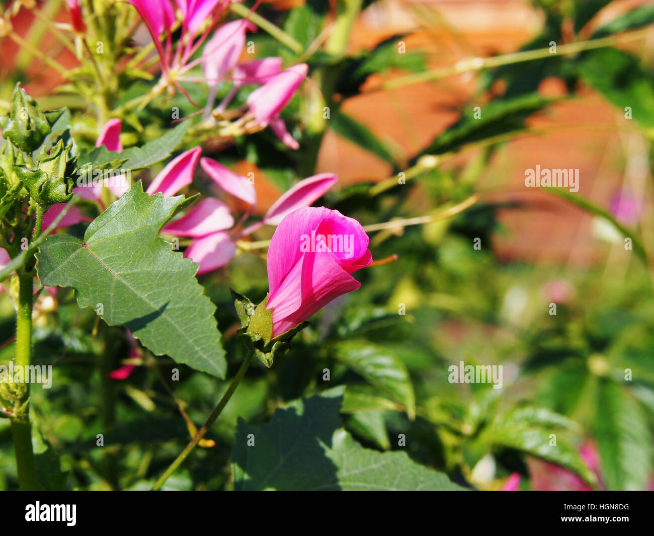 Lavatera trimestris (syn. Althaea trimestris) - jährliche Mallow Stockfoto