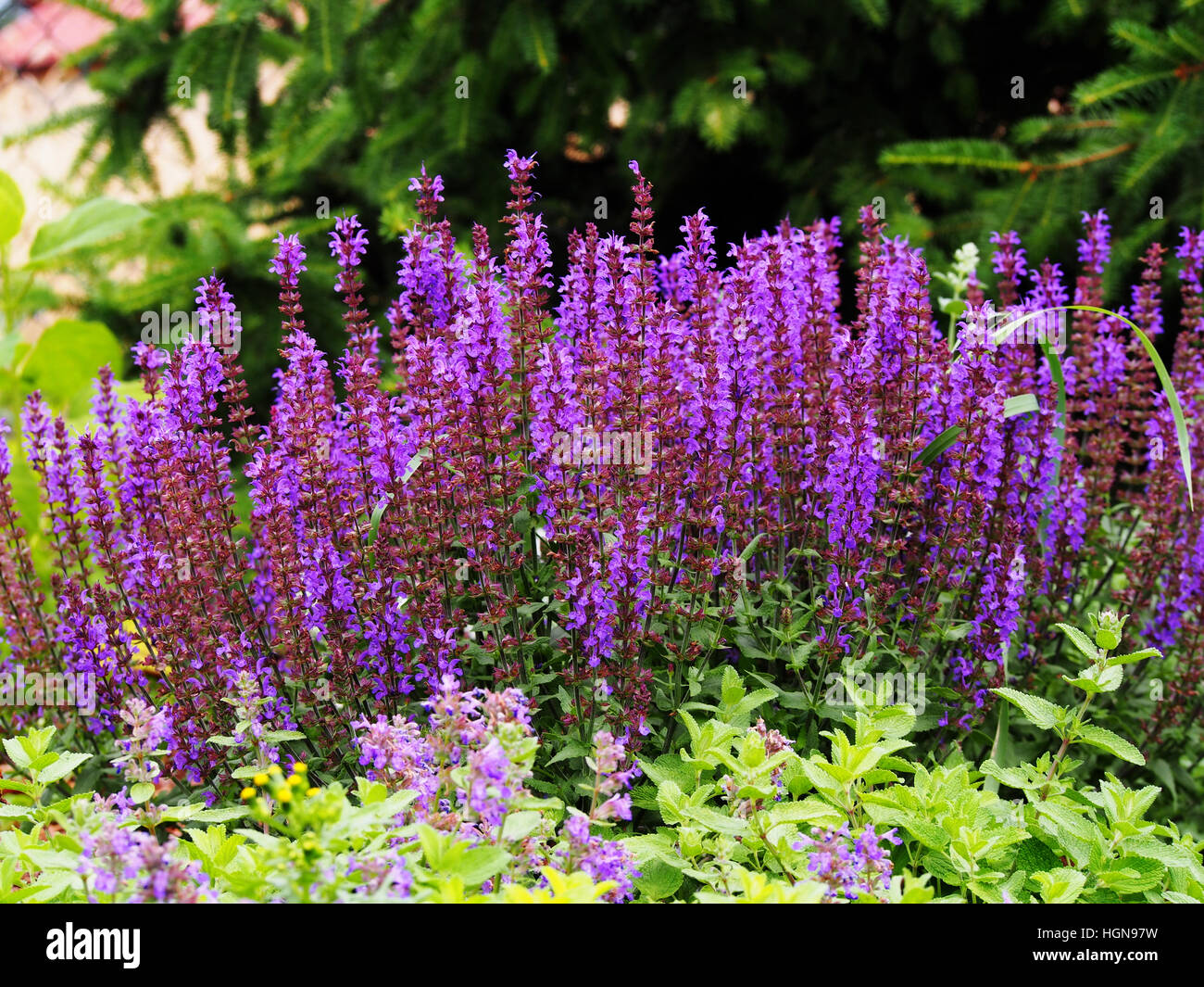 Woodland, Balkan Clary Salbei (Salvia officinalis) Stockfoto