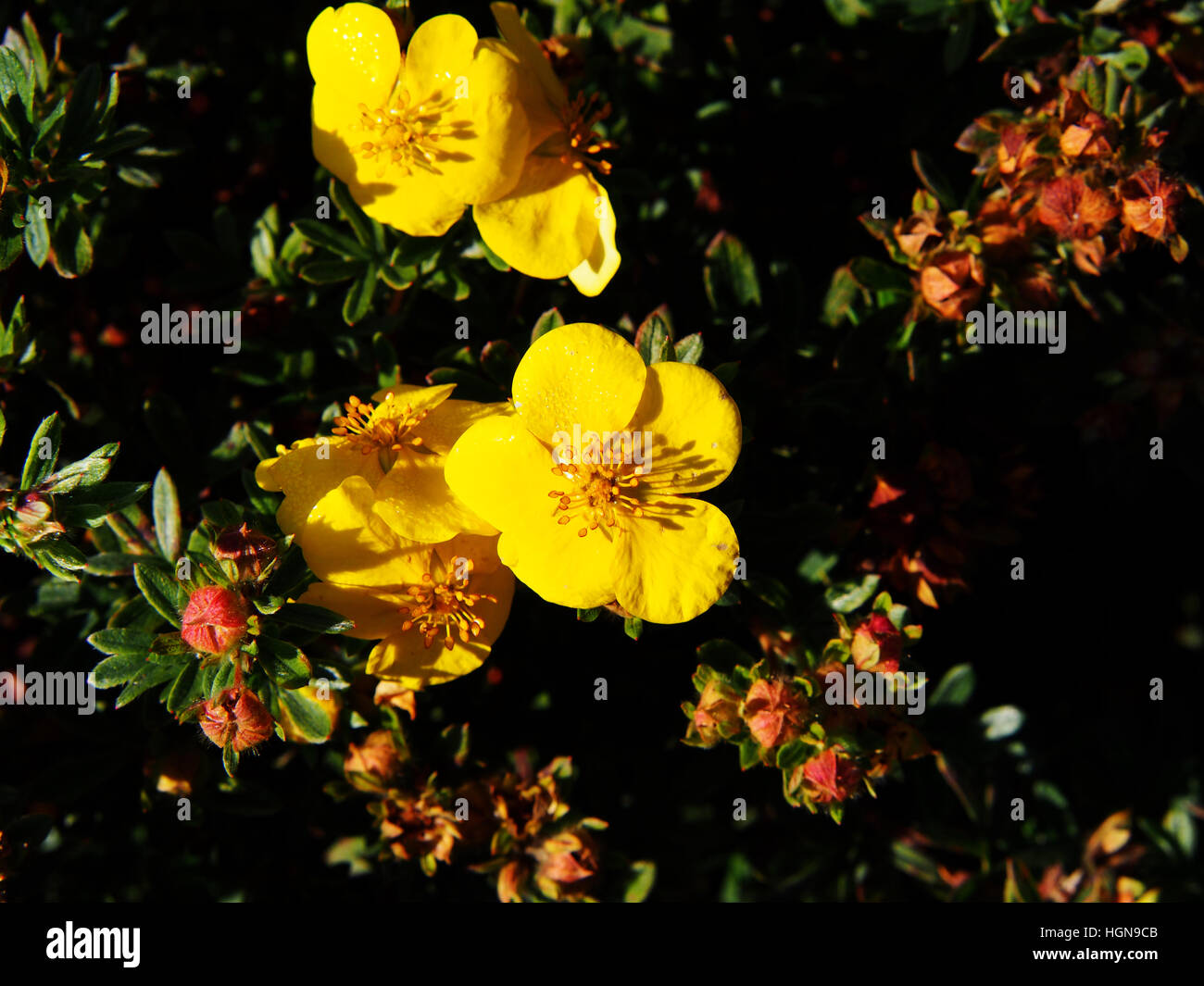 Dasiphora fruticosa syn Potentilla fruticosa 'Goldfinger' - Strauchigen cinquefoil, fünf-Finger Stockfoto