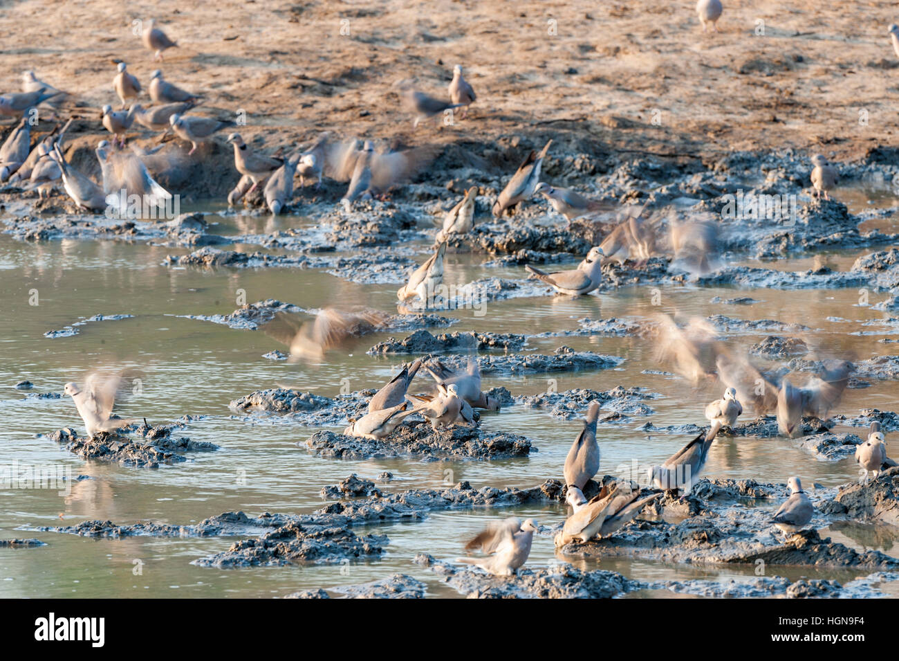 Kap-Schildkröte Taube Streptopelia Capicola Trinkwasser Stockfoto
