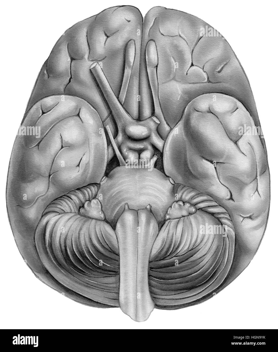 Menschliche Gehirn - Ansicht von unten. Dargestellt sind die Temporallappen, Riechkolben, Stirnlappen, Pons, Medulla Region, Kleinhirn, Pyramide, Chiasma, Sehnerv, olfacto Stockfoto