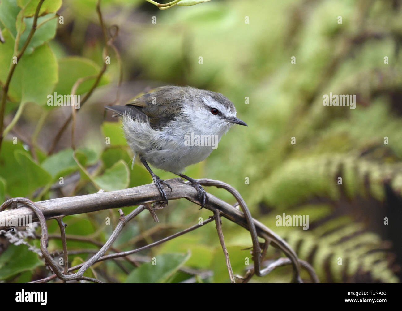 Gerygone albofrontata Fotos und Bildmaterial in hoher Auflösung Alamy