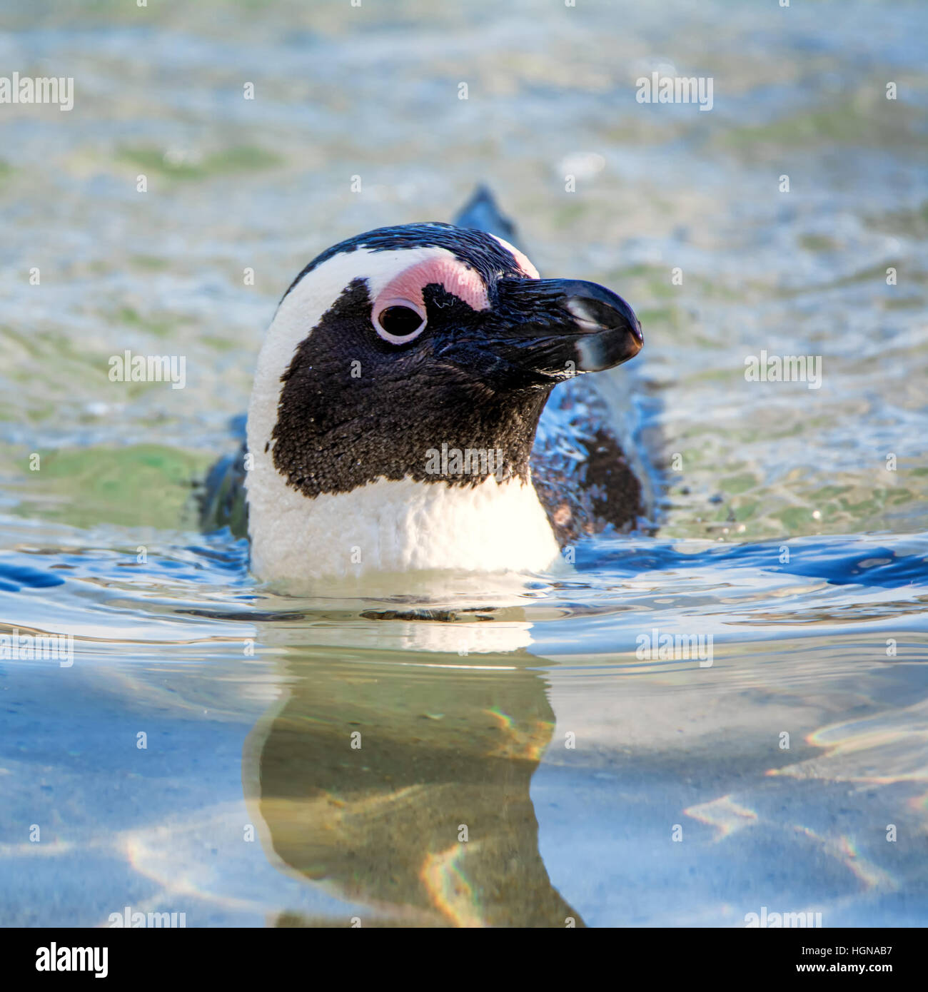 Afrikanischer Penguin in Südafrika Stockfoto