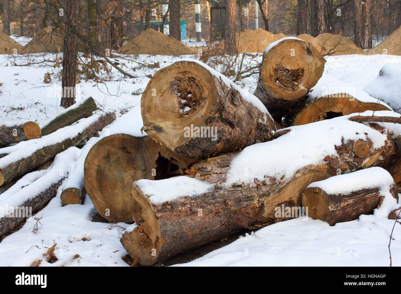 Kiefer stumpf, Ergebnis der Baum zu Fällen. Schnee, Winter, Rundholz. Insgesamt Entwaldung schneiden Wald Stockfoto