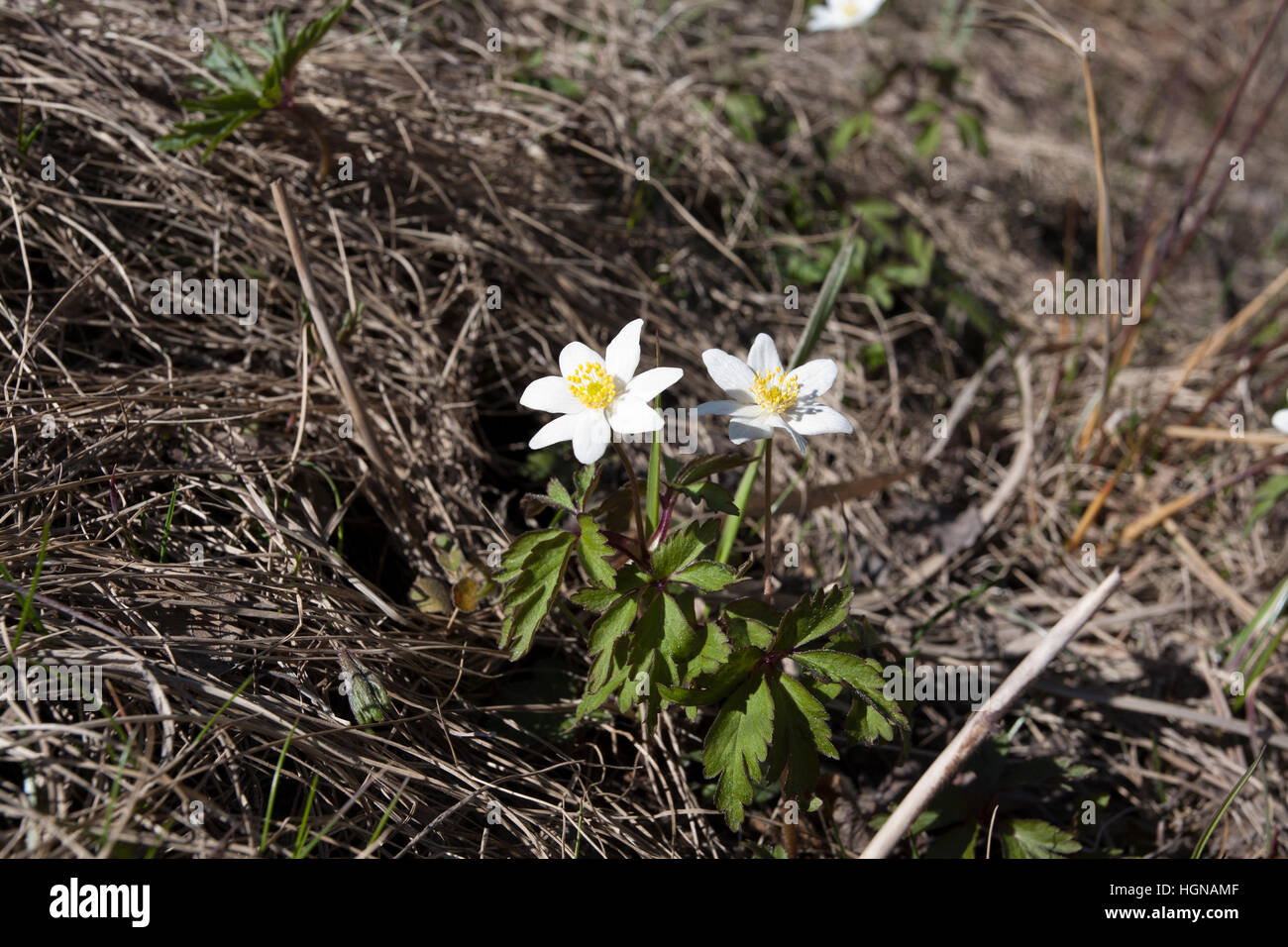 Anemone Nemorosa, Buschwindröschen Blumen, Finnland Stockfoto