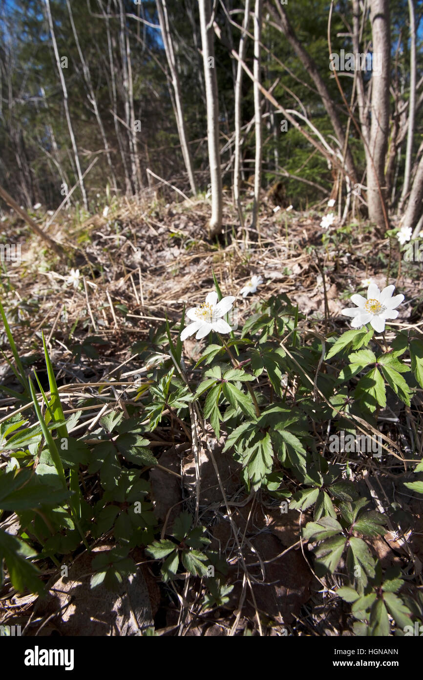 Anemone Nemorosa, Buschwindröschen Blumen, Finnland Stockfoto