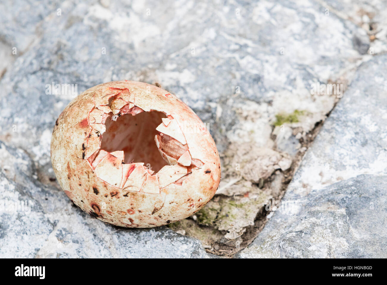 ein Rockhopper-Pinguin-Ei, das durch eine Skua auf Bleaker Island auf den Falklandinseln vordatiert wurde Stockfoto