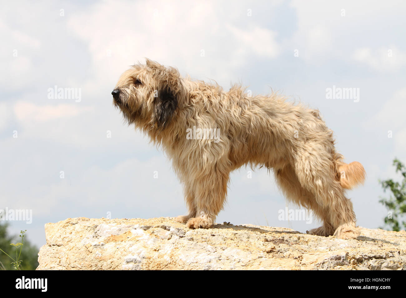 Katalanische Schäferhund Hund / Gos d'atura Català Erwachsener (Fawn) auf  einem Felsen steht Stockfotografie - Alamy