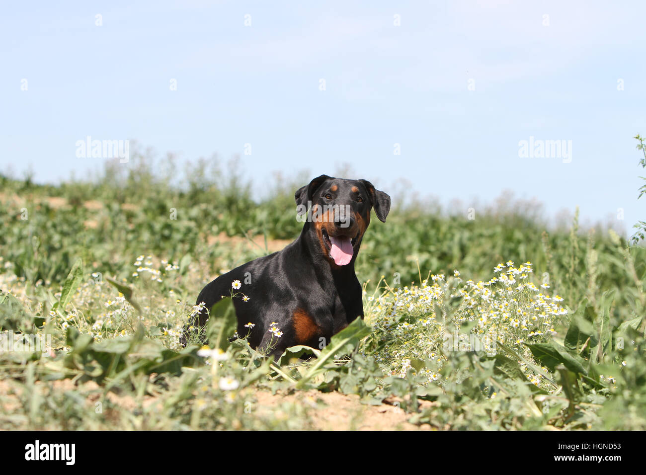 Hund Dobermann / Dobermann (natürlichen Ohren) Erwachsenen auf einer Wiese liegend Stockfoto