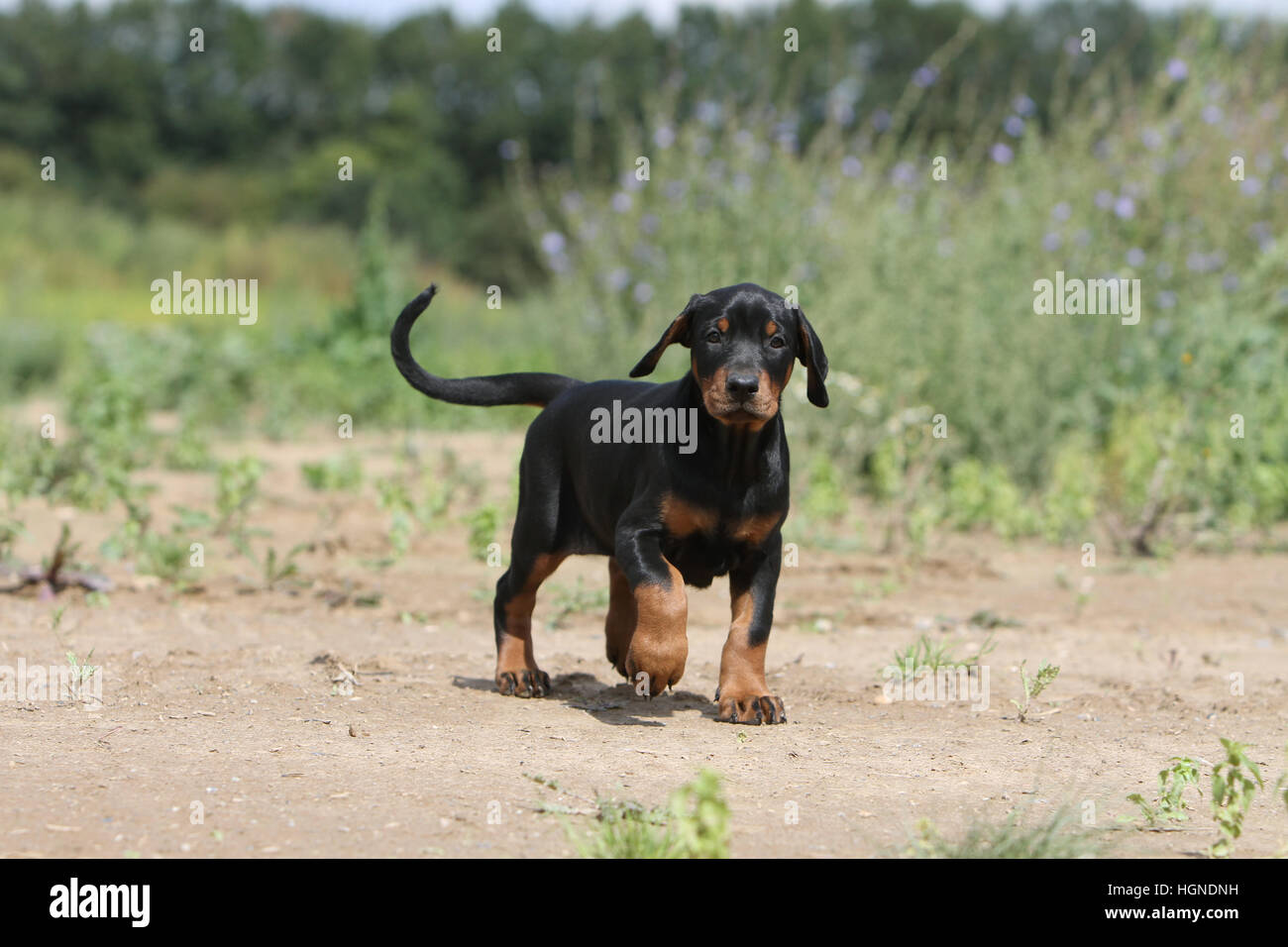 Dobermann mit Hund (natürlichen Ohren / natürliche Rute) Black And Tan Welpen laufen Stockfoto