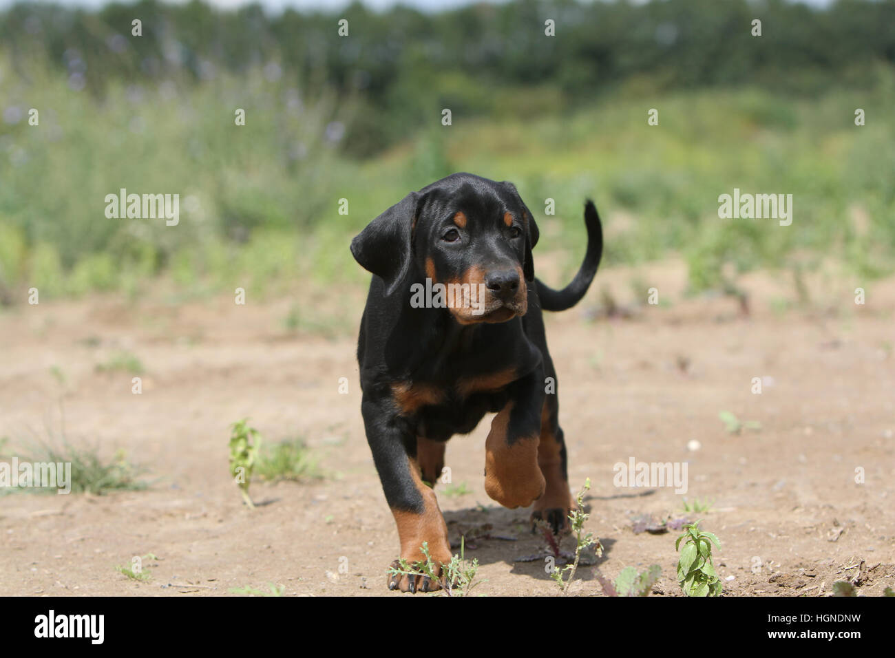 Dobermann mit Hund (natürlichen Ohren / natürliche Rute) Black And Tan Welpen laufen Stockfoto