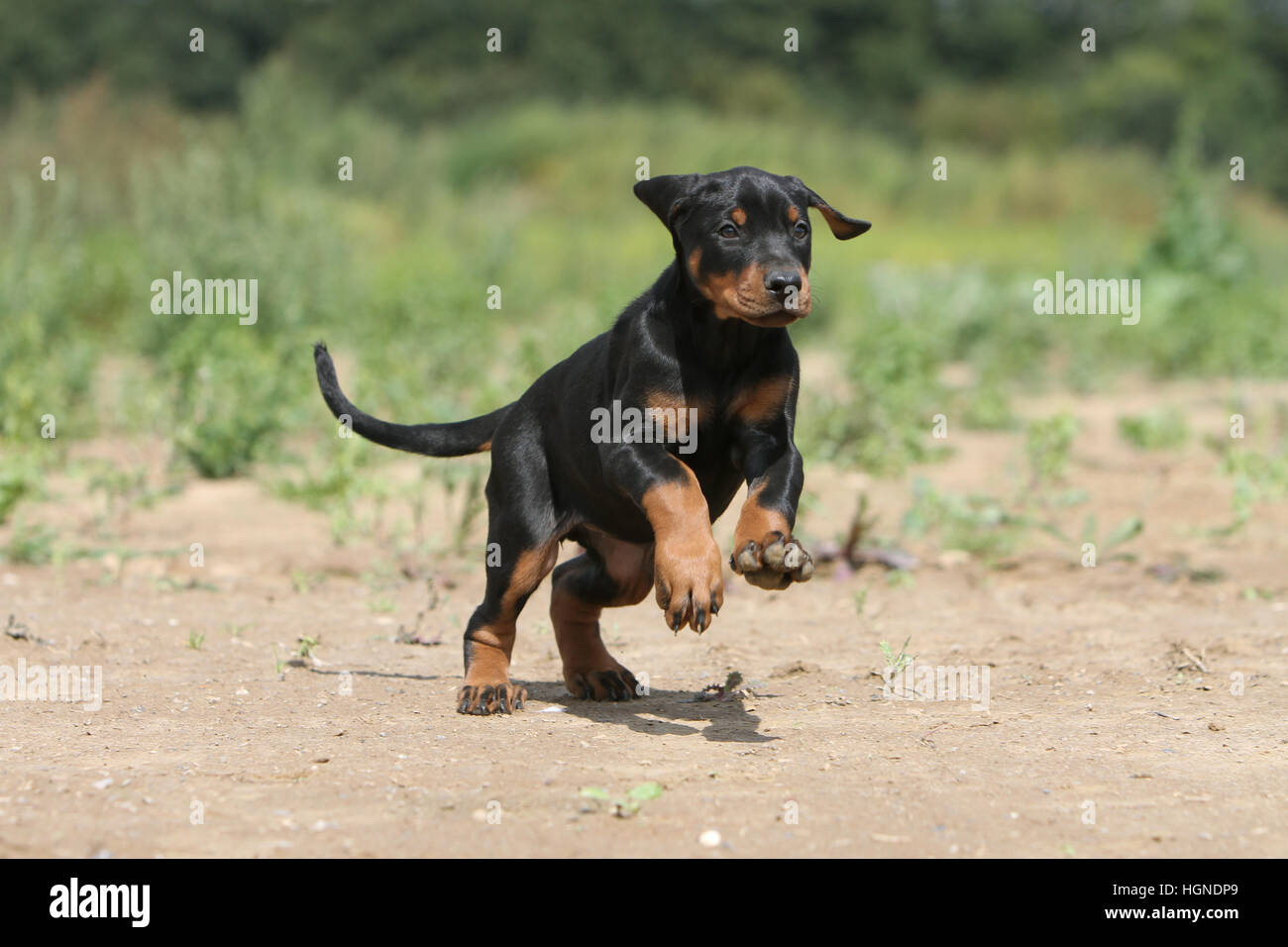 Dobermann mit Hund (natürlichen Ohren / natürliche Rute) Black And Tan Welpen laufen Stockfoto