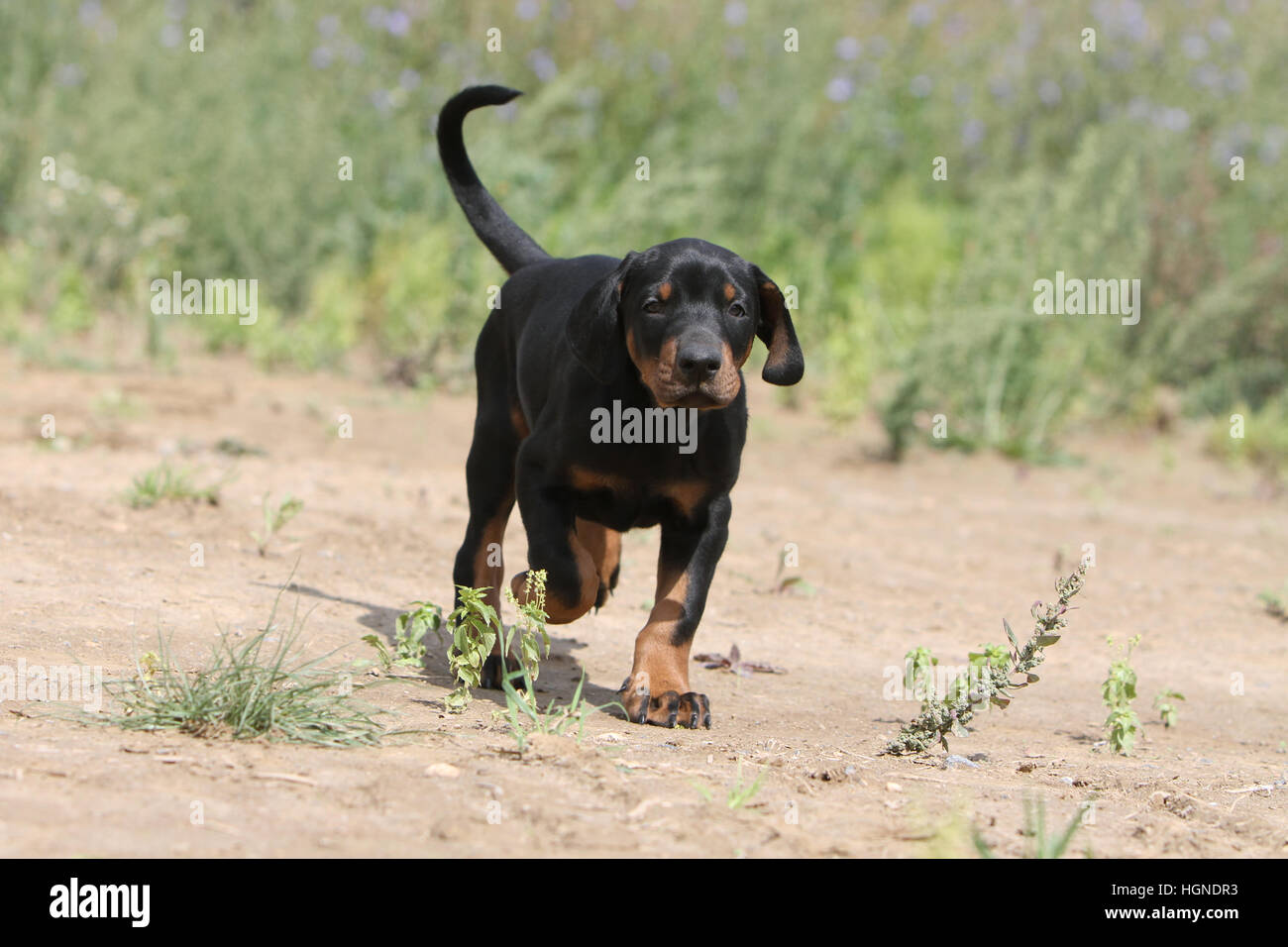Dobermann mit Hund (natürlichen Ohren / natürliche Rute) Black And Tan Welpen laufen Stockfoto