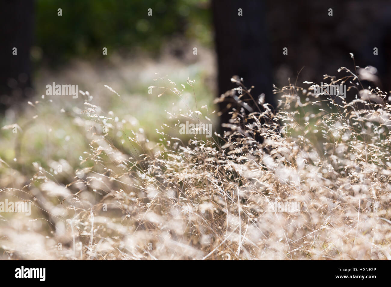 Sommerliche Stimmung in der Natur mit hellen und dunklen Partien von Wiese und Wald Stockfoto