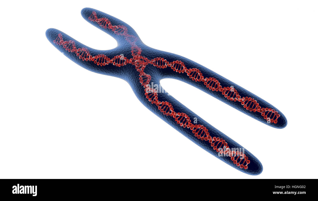 X-Chromosom. 3D Render isoliert Stockfoto
