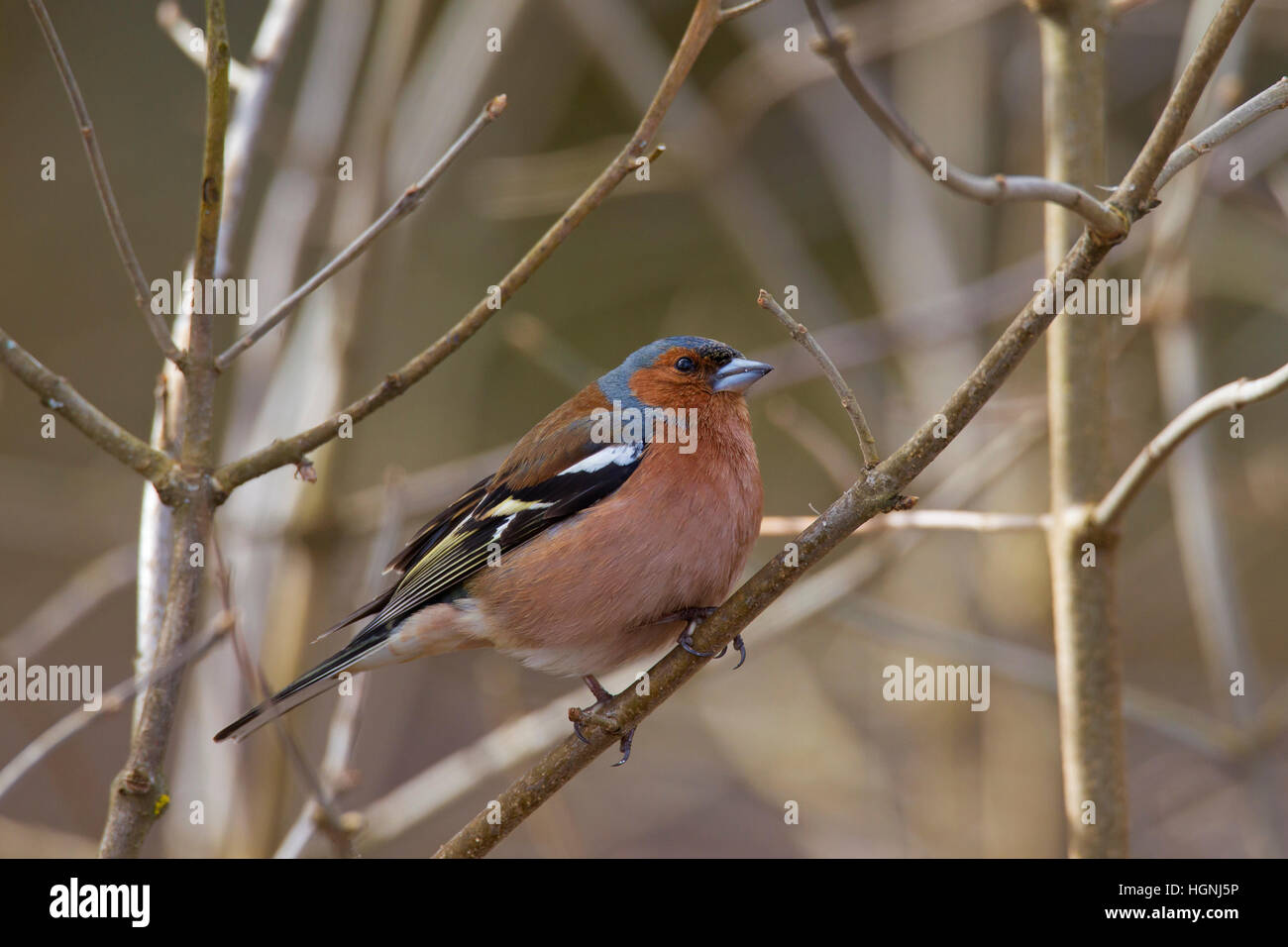 Gemeinsamen Buchfinken (Fringilla Coelebs) männlichen thront auf Zweig im Baum im Frühling Stockfoto