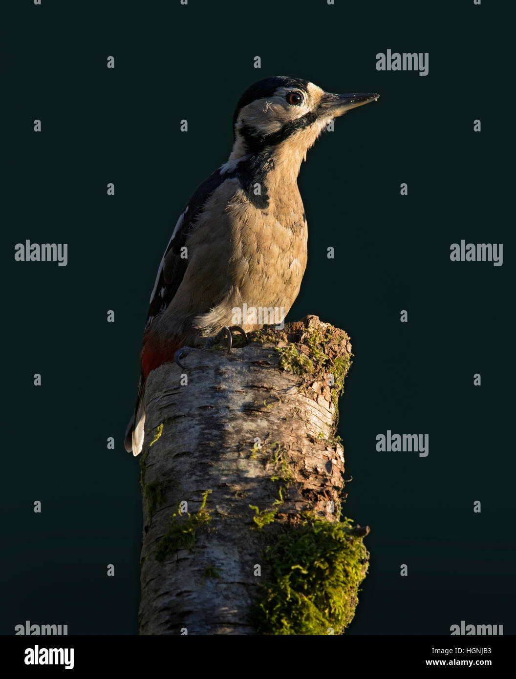 Buntspecht, Dendrocopos major, auf Moos bedeckt Silver Birch stumpf im Garten, Wareham, Dorset, England, UK Stockfoto