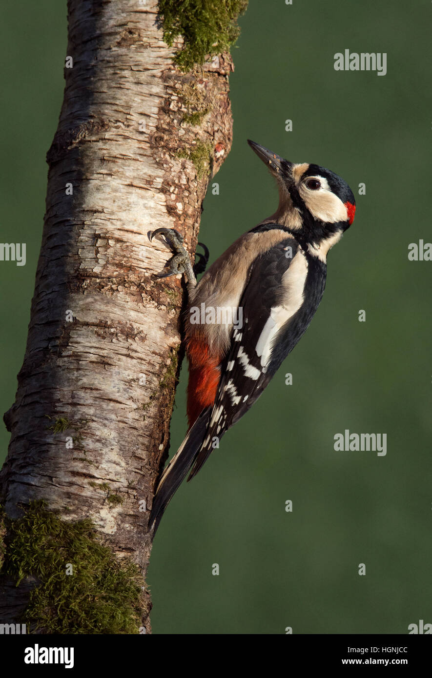 Männlichen großen beschmutzt Specht Dendrocopos major, auf Moos bedeckte Birke Stamm im Garten, Wareham, Dorset, England, UK Stockfoto