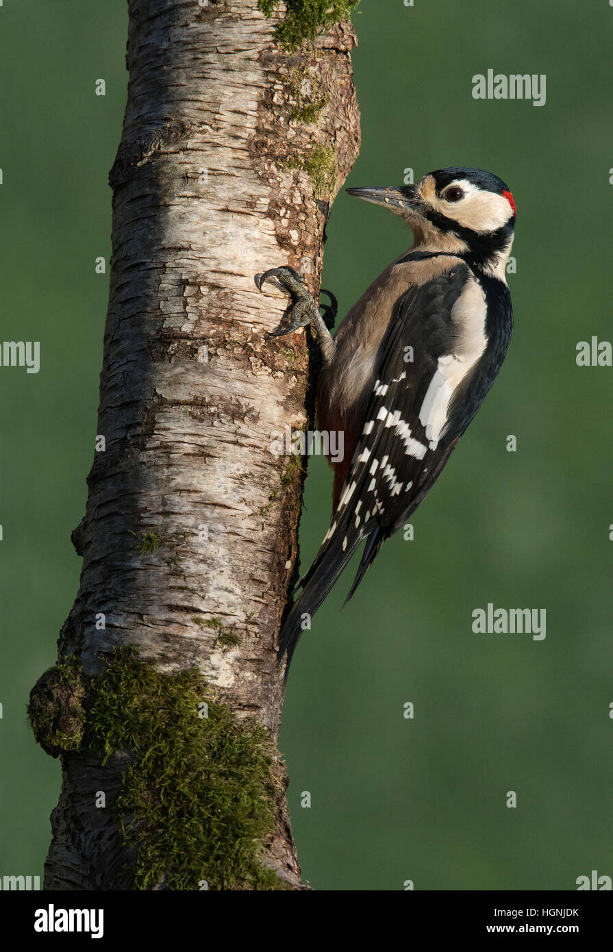 Männlichen großen beschmutzt Specht Dendrocopos major, auf Moos bedeckte Birke Stamm im Garten, Wareham, Dorset, England, UK Stockfoto