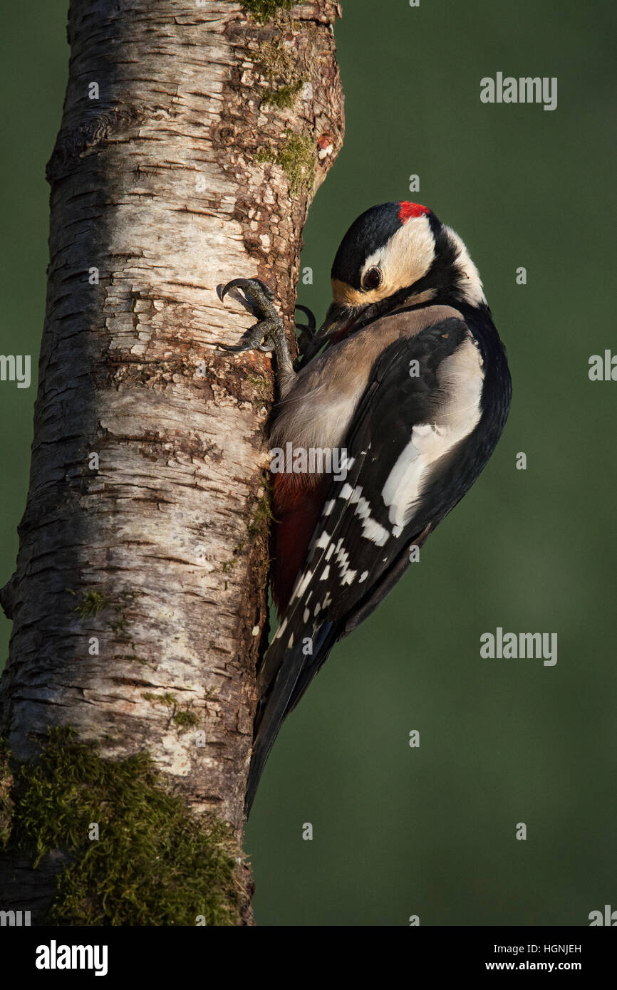 Männlichen großen beschmutzt Specht Dendrocopos major, auf Moos bedeckte Birke Stamm im Garten, Wareham, Dorset, England, UK Stockfoto