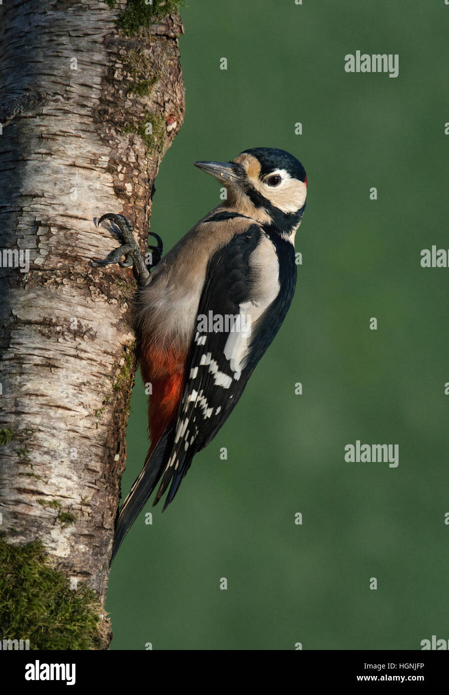 Männlichen großen beschmutzt Specht Dendrocopos major, auf Moos bedeckte Birke Stamm im Garten, Wareham, Dorset, England, UK Stockfoto