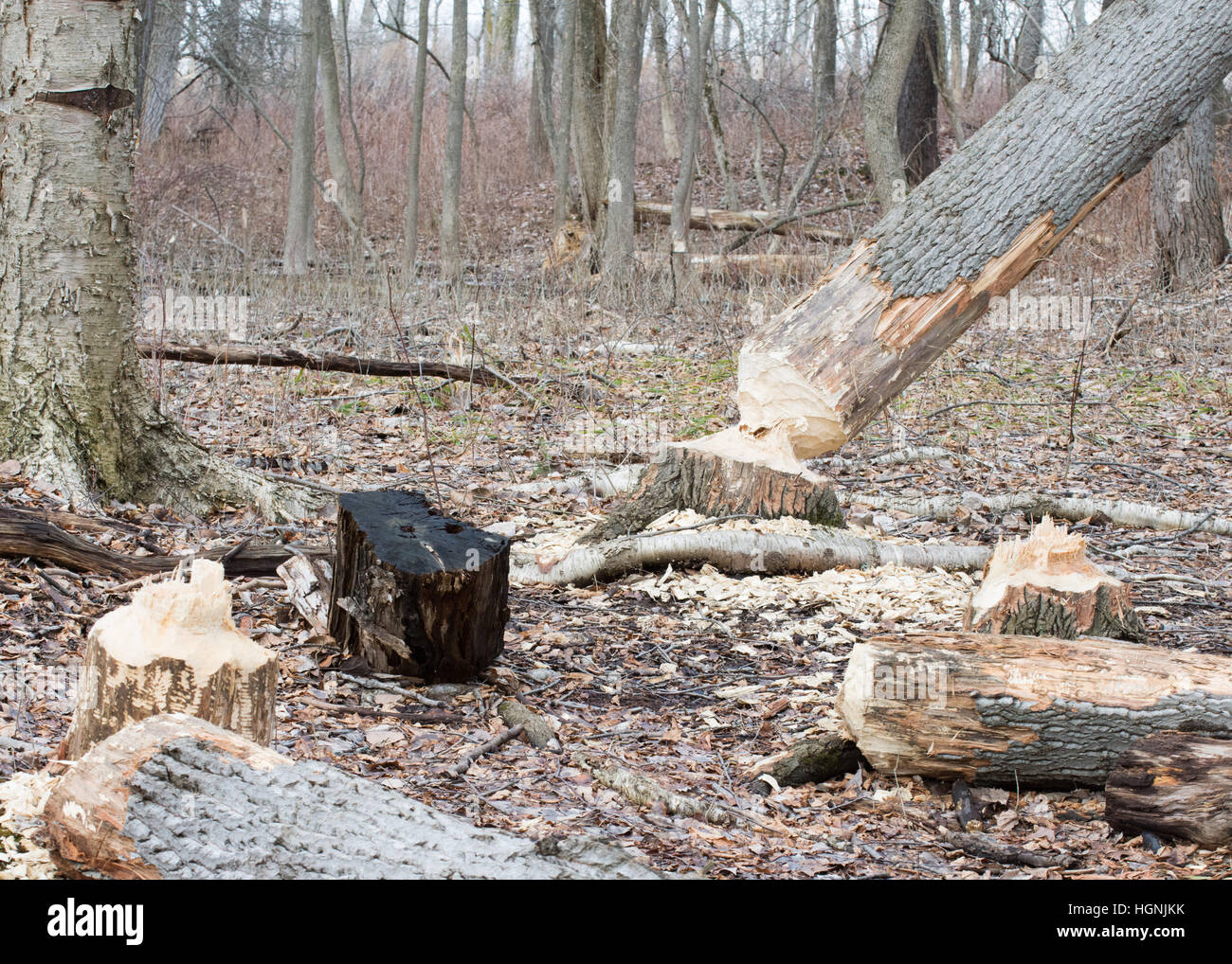 Die Ergebnisse der was beschäftigt Biber Bäume verursachen kann. Stockfoto