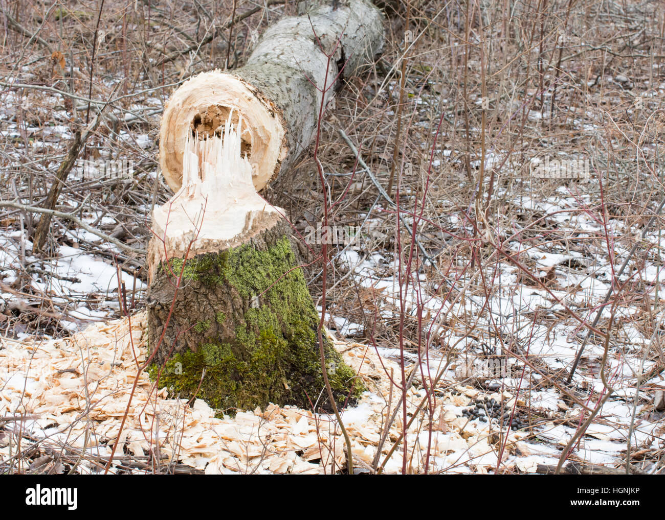 Die Ergebnisse der was beschäftigt Biber Bäume verursachen kann. Stockfoto