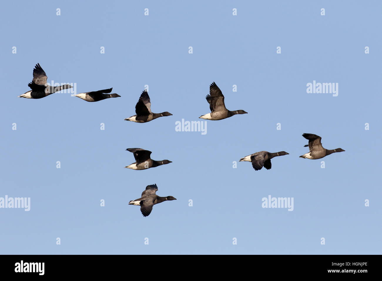 Ringelgans Branta Bernicla, Gruppe der Vögel im Flug, Niederlande, Januar 2017 Stockfoto