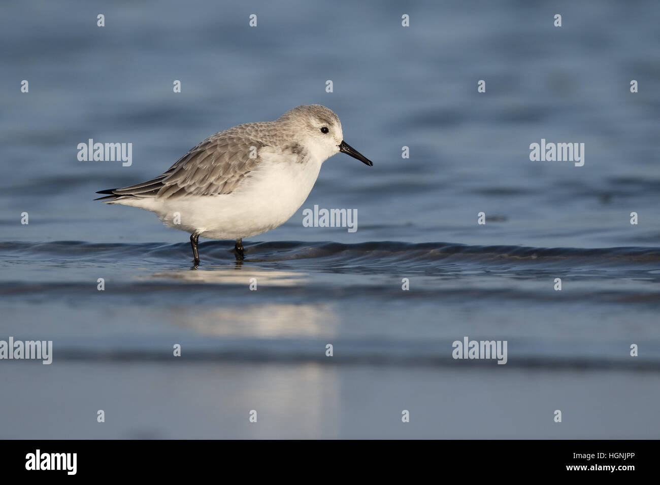 Sanderling, Calidris Alba, einzelne Vogel im Wasser, Niederlande, Januar 2017 Stockfoto