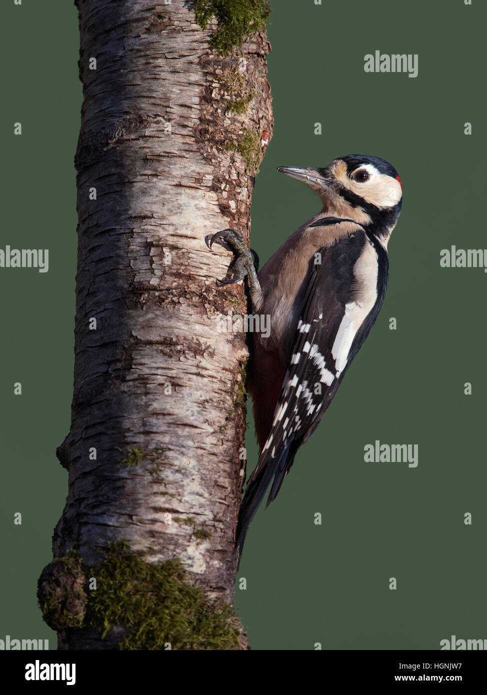Männlichen großen beschmutzt Specht Dendrocopos major, auf Birke Stamm im Garten, Wareham, Dorset, England, UK Stockfoto
