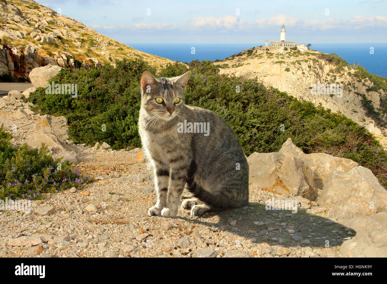 Hauskatze, blau Tabby, sitzt auf einem Felsen am Meer, Mallorca, Cap Formentor Stockfoto