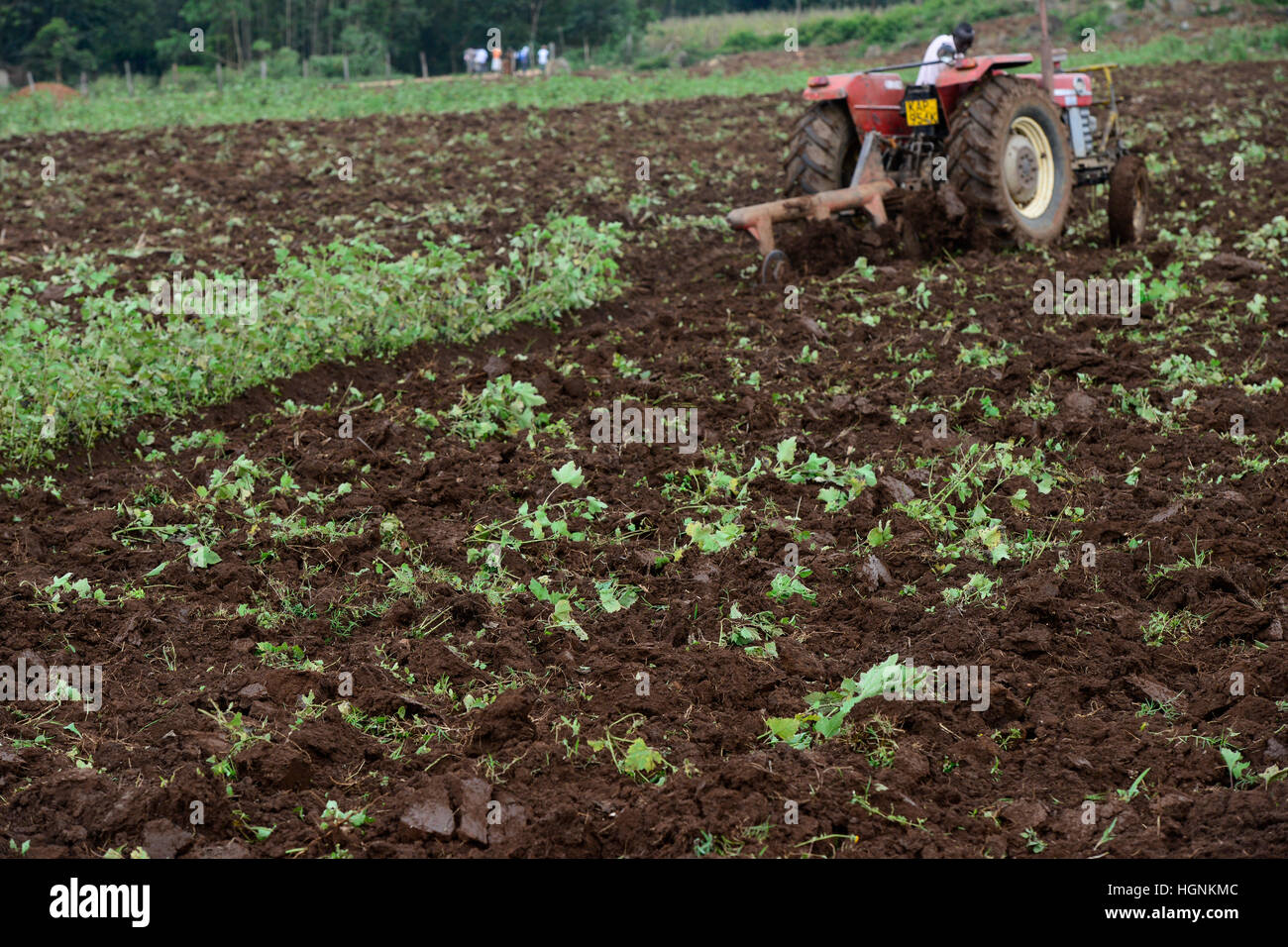 Kenia, Grafschaft Kakamega, Dorf Shitaho, Landwirt bis zum Boden mit Massey Ferguson Traktor / KENIA, Bauern Pfluegen Feld Mit Traktor Stockfoto