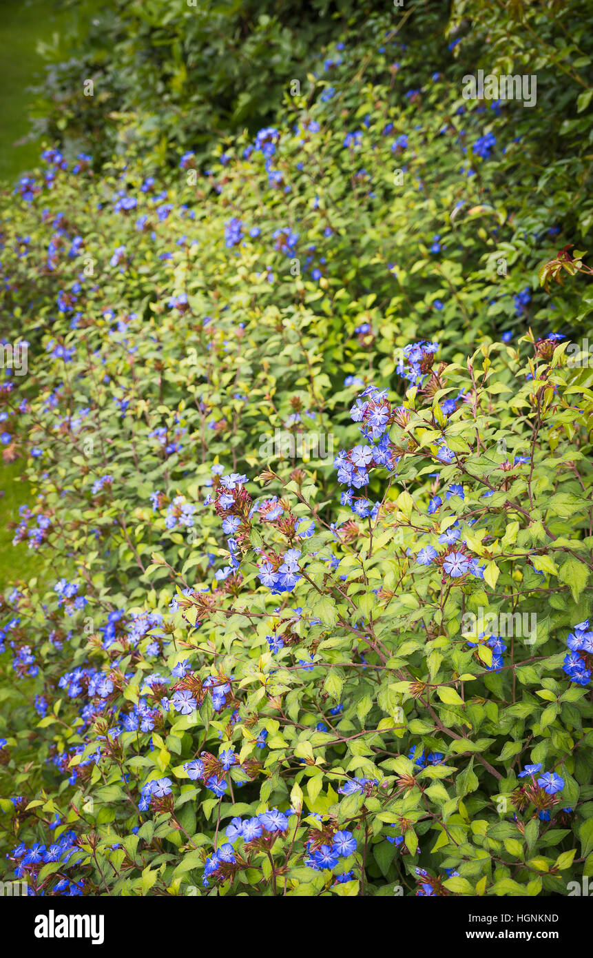 Ceratostigma Wald blaue Blüte im September Stockfoto