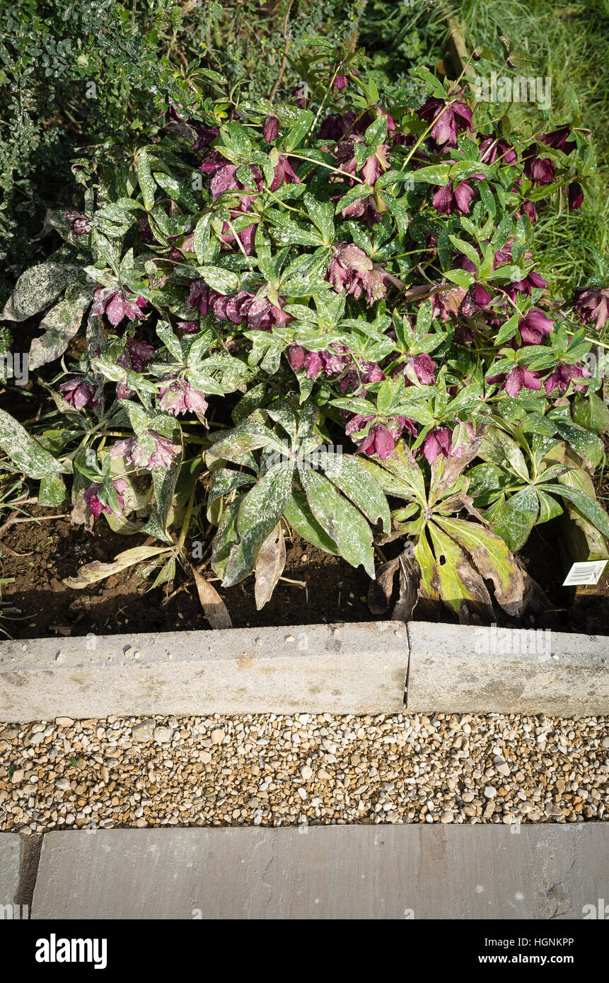 Helleborus Pflanze Mauerwerk Staub bedeckt, nach der Installation von neuen Pflasterung in einem Garten Stockfoto