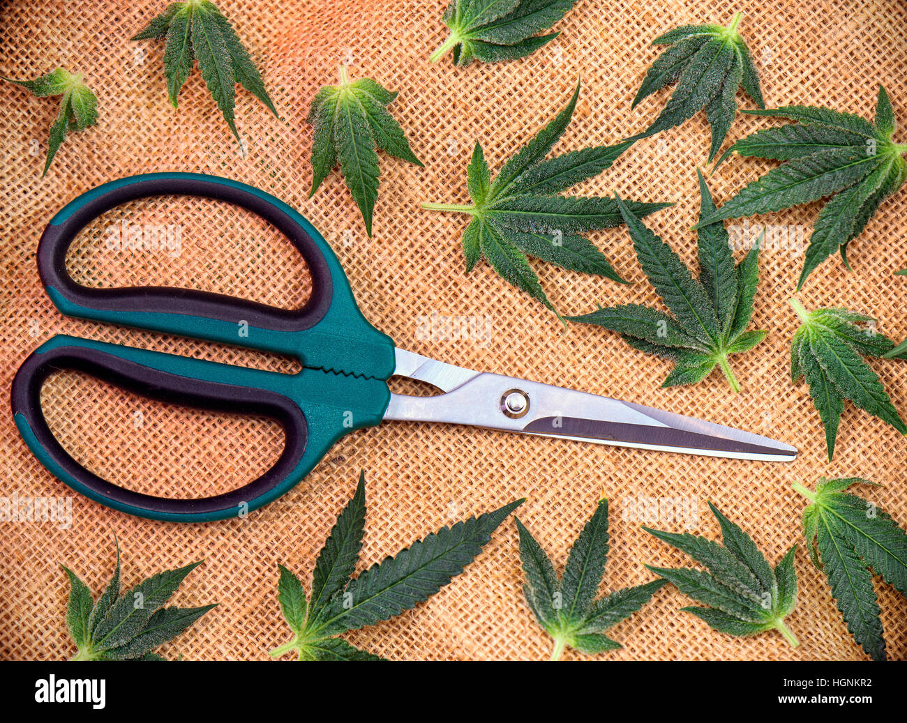 Cannabis lässt über Hanf Sackleinen Hintergrund mit trimmen Scheren - medizinisches Marihuana-Konzept Stockfoto