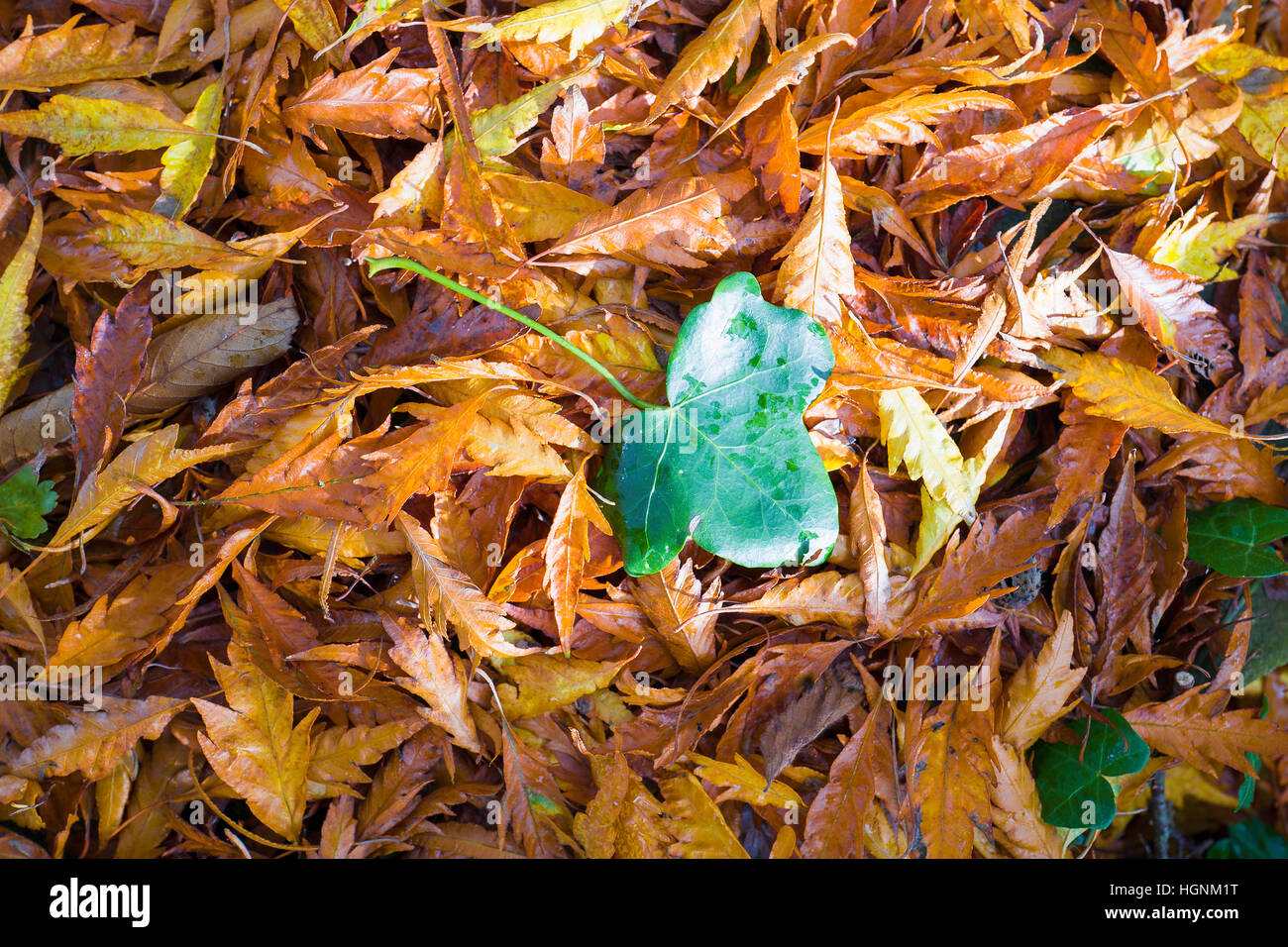 Ein Efeublatt auf einem Teppich aus Buche Blätter im Herbst Stockfoto