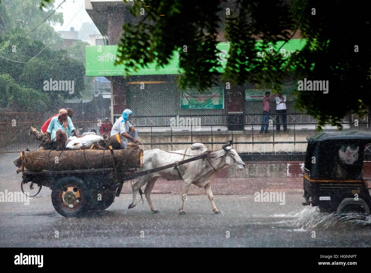 Männer, die einen Wagen fahren, der von einer Kuh auf der Straße gezogen wird, wenn es in Jaipur, Rajasthan, Indien, regnet. Stockfoto