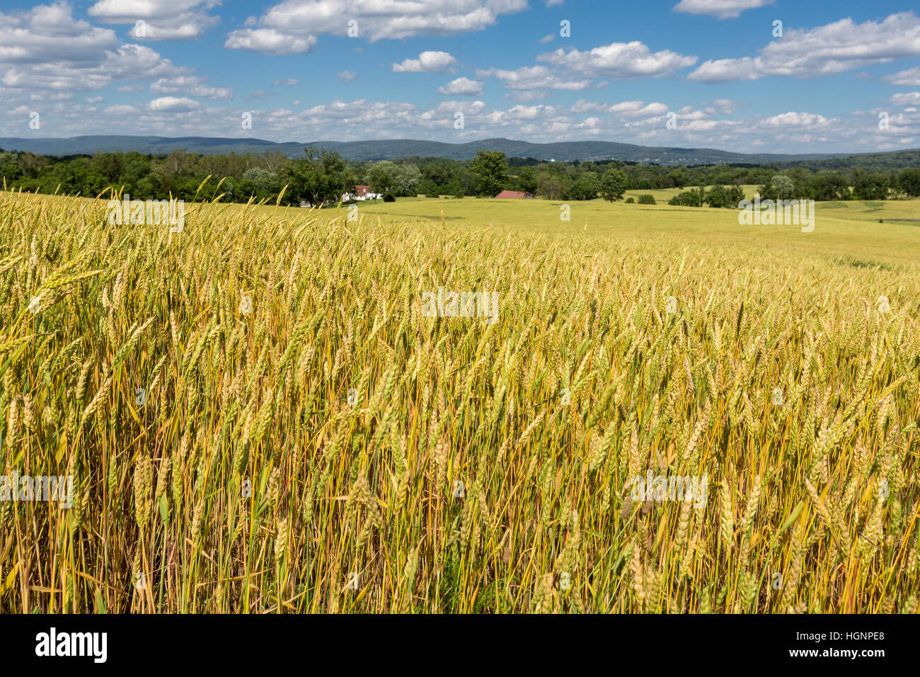 Antietam Bürgerkrieg Schlachtfeld, Maryland.  Kultivierte Weizenfelder decken heute das Schlachtfeld. Stockfoto