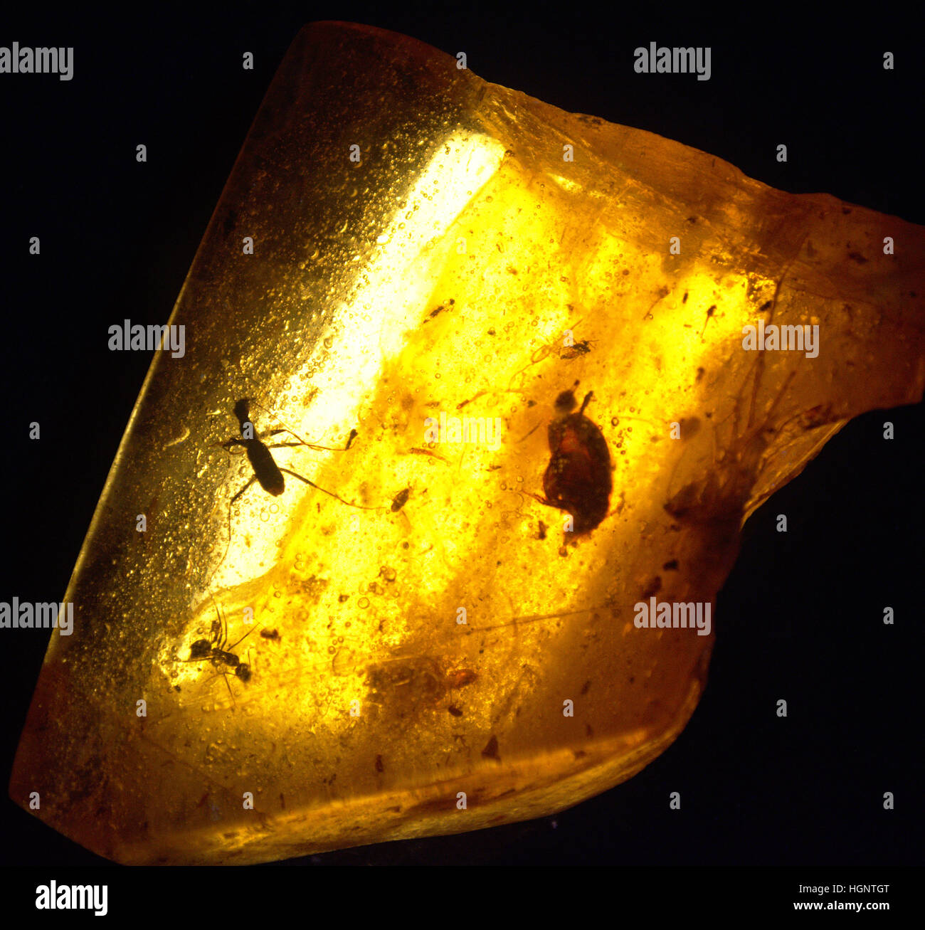 Versteinerte Insekten in Bernstein Stockfoto