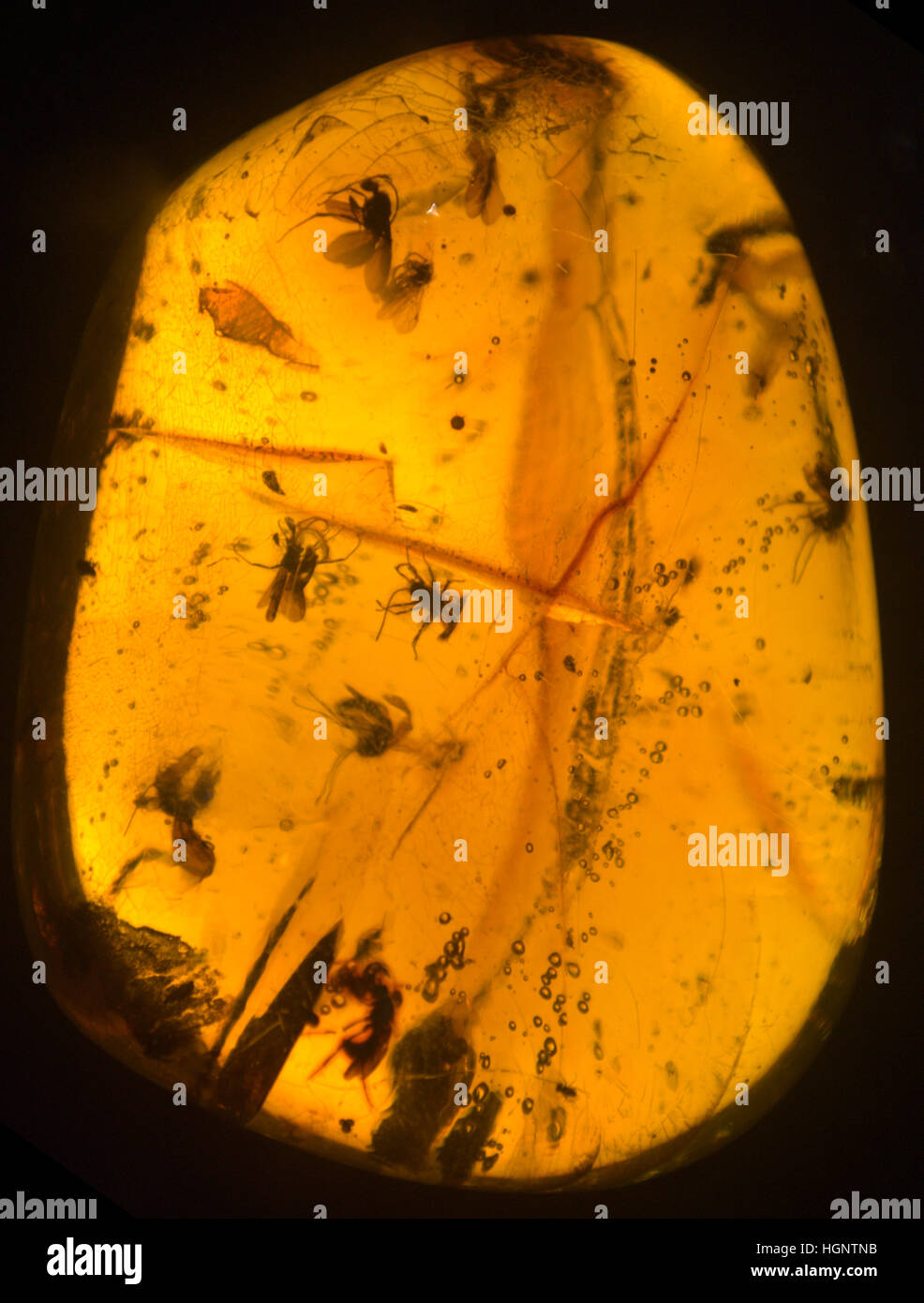Versteinerten Ameisen und Insekten in Bernstein Stockfoto