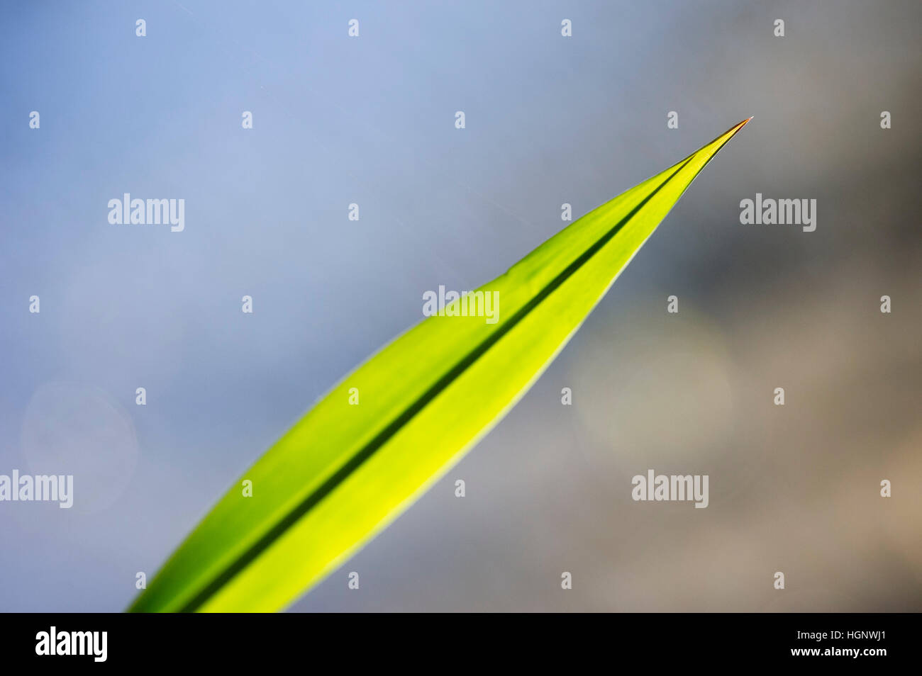 Ein einzelnes Blad hell grüne Gras von der Sonne beleuchtet. Stockfoto