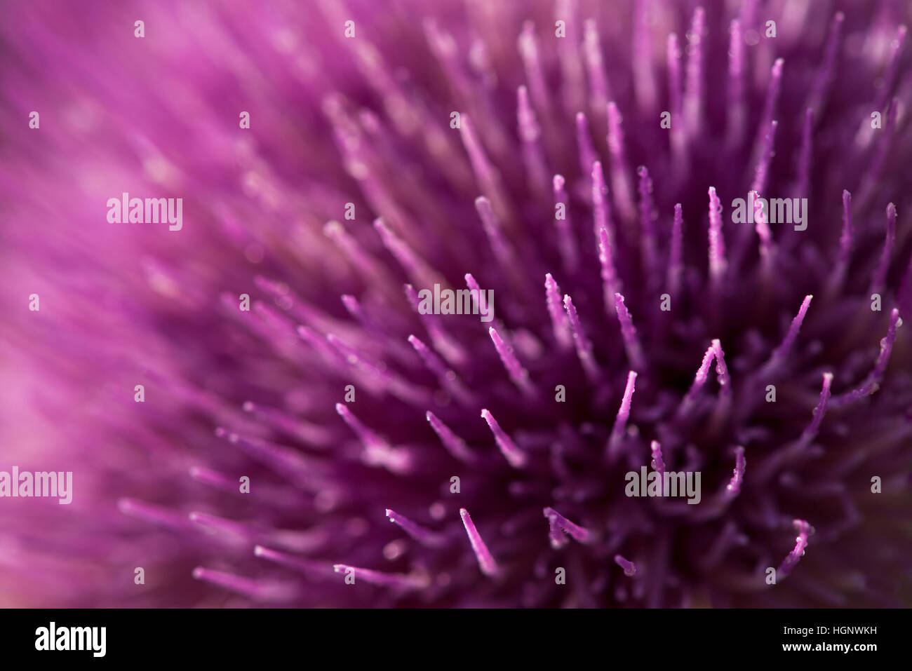Eine Nahaufnahme von einem lila Distel Blume. Stockfoto