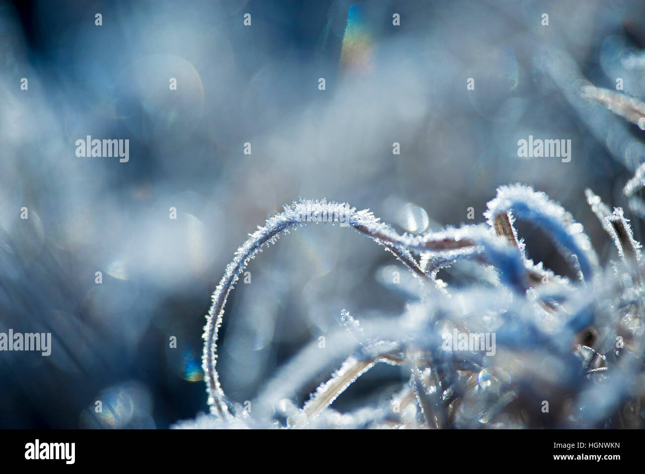 Ein Makro-Detail gefrorenen Gras mit einem farbigen Hintergrund. Stockfoto